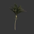 Tropical Palm Tree With Green Fronds And Slim Trunk Against Dark Background