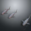 Three Realistic 3D Rendered Sharks Swimming Gracefully on Dark Background 3d model