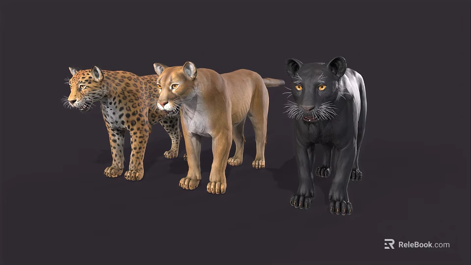 Three Majestic Big Cats Leopard Puma and Black Panther Standing Together 3d model 