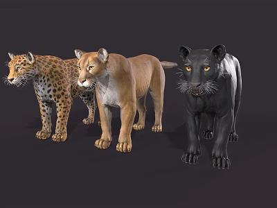 Three Majestic Big Cats Leopard Puma and Black Panther Standing Together 3d model
