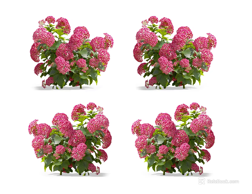 Pink Hydrangea Flowers With Green Leaves In Four Bouquets On White Background 3d model 