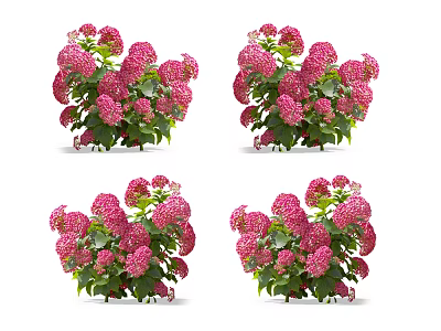 Pink Hydrangea Flowers With Green Leaves In Four Bouquets On White Background 3d model