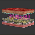 Advanced Medical Device Multilayer 3D Biological Tissue Model For Research And Training 3d model