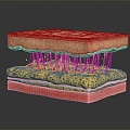 Modern Human Skin Skin Section 3d model