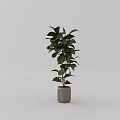 Indoor Potted Plant with Lush Green Leaves in Light Gray Striped Pot