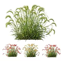 Lush Feathery Ornamental Grasses And Colorful Flowers For Garden Landscaping