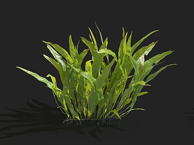 Aquatic Plant With Long Green Leaves And Dense Clustered Growth Pattern 3d model
