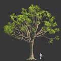 Large Tree With Thick Trunk And Lush Green Leaves With Small Figure Under