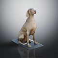 Light Brown Dog Sitting Calmly On Black Mat With Gray Gradient Background 3d model
