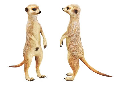 Two Realistic Meerkat Figurines Standing Upright Facing Each Other on White Background 3d model