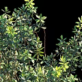 Lush Green Arbor With Dense Foliage Strong Brown Trunk And Hanging Branches