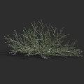 Green Leafy Shrub With Dense Branches And Small Foliage In Natural Form 3d model