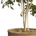 Bonsai Plant With Green Leaves And Thin Trunks Supported By Bamboo Sticks In Woven Pot