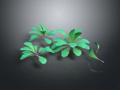 Fresh Green Herbaceous Plants Featuring Lush Spreading Leaves On Dark Background 3d model