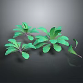 Fresh Green Herbaceous Plants Featuring Lush Spreading Leaves On Dark Background