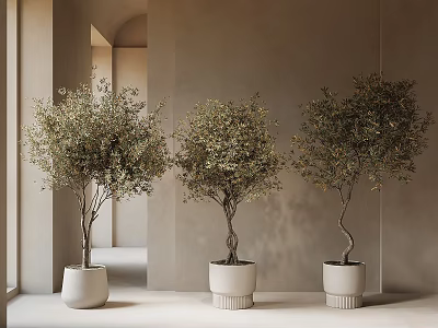 Three Olive Bonsai Trees In White Pots For Minimalist Indoor Decor With Natural Light 3d model
