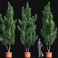 Tall Leafy Potted Green Plants With Person Standing Among Them