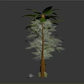 Various Types of Trees Including Palm Trees and Leafy Tree with Small Saplings and Stones