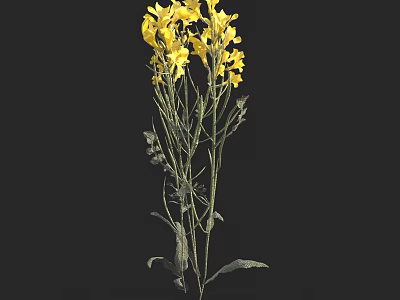 Beautiful Yellow Flowers with Stems and Green Leaves Against Black Background 3d model