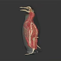 3D Bird Anatomical Model Showing Internal Organs And Hair Structure