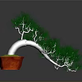 Bonsai Pine Tree With Green Needles In Red Pot On Gray Background