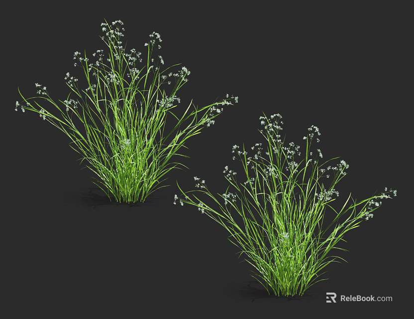 Green Grass With Small White Flowers In Two Clusters Growing On Dark Background 3d model