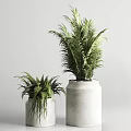 Indoor Potted Plants With Various Green Leaves In White Ceramic Pots