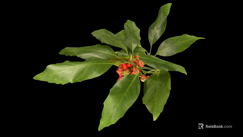 Fresh Green Leafy Plant with Vibrant Red Small Fruits Isolated on Black Background 3d model 