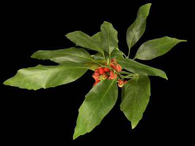 Fresh Green Leafy Plant with Vibrant Red Small Fruits Isolated on Black Background 3d model
