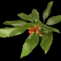 Fresh Green Leafy Plant with Vibrant Red Small Fruits Isolated on Black Background