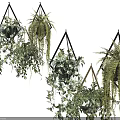 Lush Hanging Basket Plants with Trailing Vines and Multiple Varieties for Indoor Home Decor