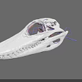White Reptile Skull Model Featuring Purple Internal Structure On Gray Background