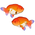 Two Vibrant Goldfish With Orange And White Bodies And Purple Fins On White Background