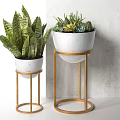 Potted Snake Plant and Succulents in White Planters on Gold Metal Stands Gray Wall
