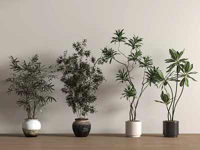 Indoor Bonsai Potted Plants with Various Pots on Wooden Table Light Background 3d model