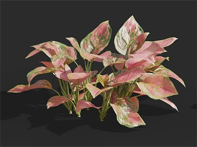 Lush Decorative Plant With Pink And Green Variegated Leaves For Indoor Decor 3d model