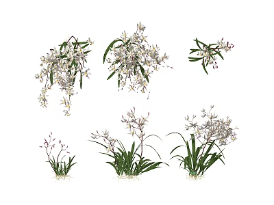 Diverse Flowering Plant Species With Hanging Branches And Green Leaves 3d model