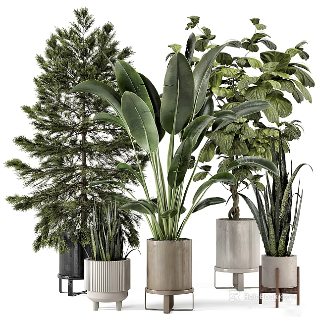 Stylish Indoor Potted Plants With Diverse Foliage And Ceramic Concrete Pots 3d model 