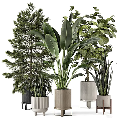 Stylish Indoor Potted Plants With Diverse Foliage And Ceramic Concrete Pots 3d model