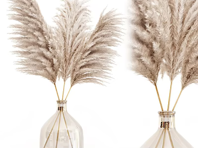 Transparent Glass Vases With White Pampas Grass For Home Decorative 3d model