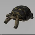 Realistic land tortoise with black and yellow patterned shell on gray background 3d model