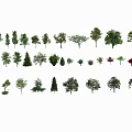 Various Tree Species Collection For Garden Design And Landscaping Projects 3d model