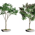 Tree Planter with Concrete Base and Green Leafy Trees in Outdoor Area