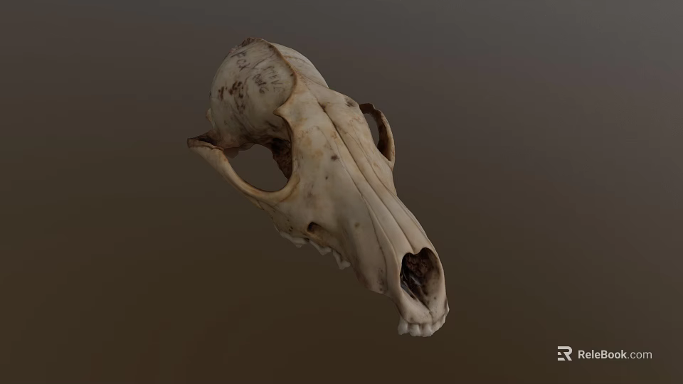 Realistic Wildlife Animal Skull With Natural Bone Texture And Anatomical Features 3d model 