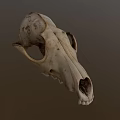 Realistic Wildlife Animal Skull With Natural Bone Texture And Anatomical Features