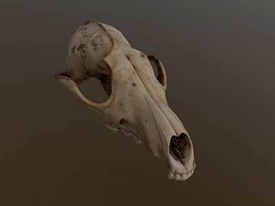 Realistic Wildlife Animal Skull With Natural Bone Texture And Anatomical Features 3d model