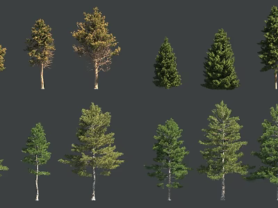 Various Arbor Species Display Different Foliage Shapes Sizes And Growth Habits 3d model