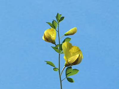 Modern gorse 3d model