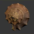 Brownish Orange Conch Spiral Shell With Detailed Texture Shiny Surface Close Up On Dark Background