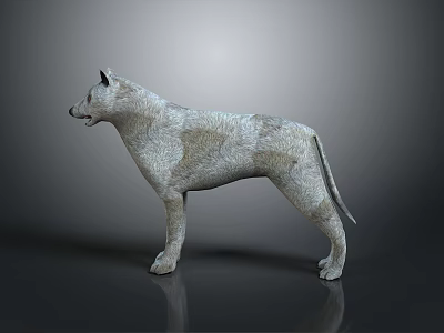 Gray and White Dog Game Character 3D Model in Standing Pose with Dark Background 3d model Gray and White Dog Game Character 3D Model in Standing Pose with Dark Background 3d model